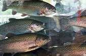 UK: Initial findings recommend Turkish rainbow trout tariffs be kept