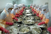 Seafood enterprises fight against the pandemic, maintain export orders