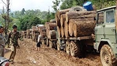 EU sanctions no ‘silver bullet’ against Myanmar’s illegal timber trade, experts say