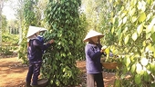 Customs removes pepper products from list of documentary check