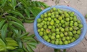 First batch of Vietnamese frozen dracontomelon exported to Australia