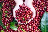 Positive outlook ahead for local coffee exports to Morocco