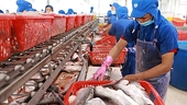 Vietnam poised to become world’s leading seafood processing centre