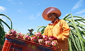 Việt Nam’s farm produce exports to Australia surge amid pandemic