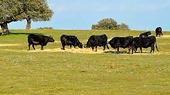 Vietnam imports Brazilian bulls