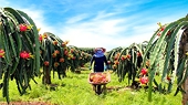 Vietnam's dragon fruit exports facing difficulties amid prolonged pandemic
