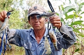 VN's shrimp exports expected to increase by year-end