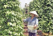 Vietnamese pepper registers on world map