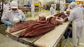 Vietnam becomes largest tuna exporter of Israel
