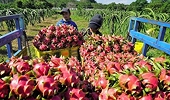 China is changing drastically, giving up the "habit" of seasonality to trade agricultural products