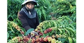 Vietnam seeks to expand export markets for farm produce