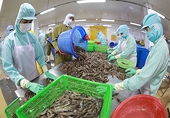 Shrimp exporters accelerate production