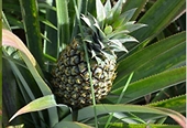 Australia opens duty-free Philippines pineapple exports following final decision to discontinue the anti-dumping