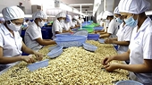 Taiwan (China) to cut import tariffs on Vietnamese cashew nuts to 10%