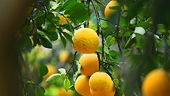 US allows import of Vietnam’s pomelos