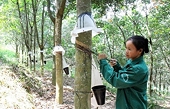 Vietnam's rubber exports to continue growing in 2022