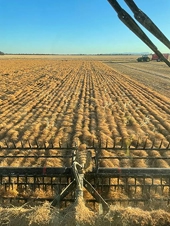 India drops lentil tariffs