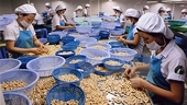 Cashew sector predicted to secure good export growth in 2022