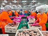 Pangasius exports exceed US$1.62 billion in 2021