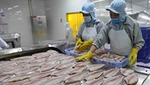 Tra fish export value predicted to top 1.6 billion USD in 2022