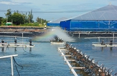Shrimp exports in 2022 expected to exceed US$4 billion