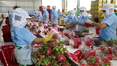 Vietnam enjoys US$4.8bln in trade surplus with UK