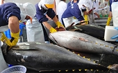 Tuna exports skyrocket thanks to effective FTA enforcement