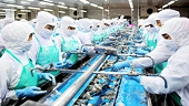 Fishery export starts to flourish