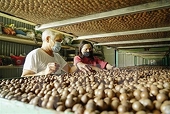 Việt Nam aims to be leading macadamia exporter in the world