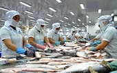 Capitalizing on opportunities from UKVFTA to boost Tra fish exports to UK