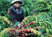 Algeria remains potential market for Vietnamese farm produce