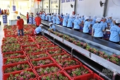 Exports to India increase sharply, it is necessary to pay attention to the origin of goods