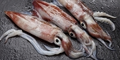 Positive outlook ahead for squid and octopus exports in Q2