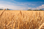 US hopes India would 'reconsider' its decision to restrict wheat exports