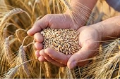 Bitter harvest for Indian farmers after wheat export ban