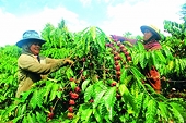 Vietnamese coffee has many export opportunities when China increases demand