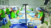 Cashew nut exports to the EU: a great opportunity but high competition