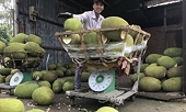 Fruit exports to China slump on tightened Covid-19 restrictions