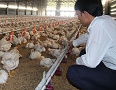 Falling output means Vietnam cannot export chicken to Singapore