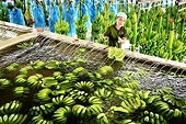 Fruit and vegetable exports to China continue to face difficulties
