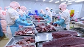 Tuna export to Canada soars