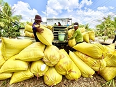 Inconsistent quality, high logistics cost holding back VN rice exports