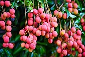 Fruit and vegetable exports to China slump by 34%
