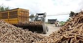 Vietnamese cassava facing fierce competition with Thai cassava in Chinese market