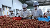 Big step for Vietnamese fruits towards US market