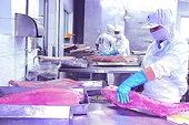 Seafood enterprises hope to remove the “bottleneck” on the rules of origin of goods