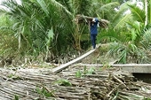 Smuggled sugar imports are seriously damaging domestic sugar industry