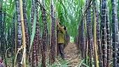 Trade remedies imposed on sugar imports from five ASEAN countries
