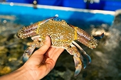 Seven-month crab exports record impressive growth