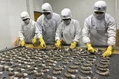 Shrimp businesses respond flexibly to the market